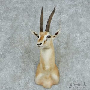 Thomson’s Gazelle Shoulder Mount #13715 For Sale @ The Taxidermy Store