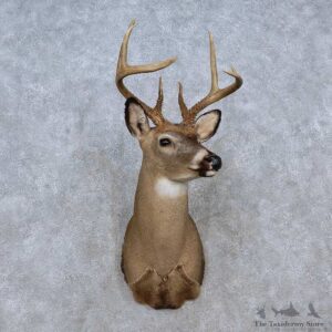 Whitetail Deer Shoulder Mount For Sale #15250 @ The Taxidermy Store
