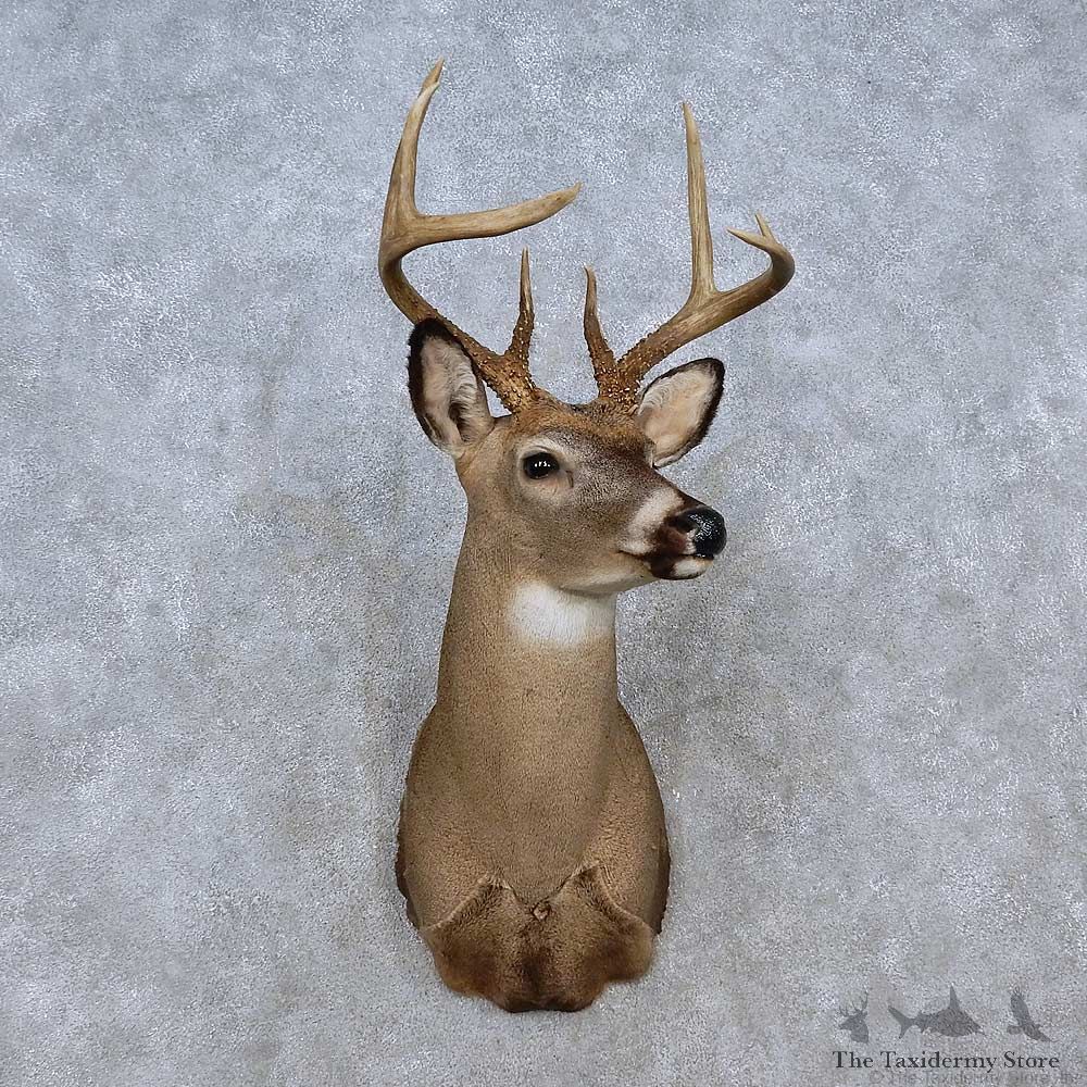 Whitetail Deer Shoulder Mount For Sale #15250 @ The Taxidermy Store