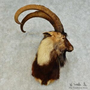 Hybrid Ibex Shoulder Mount For Sale #16373 @ The Taxidermy Store