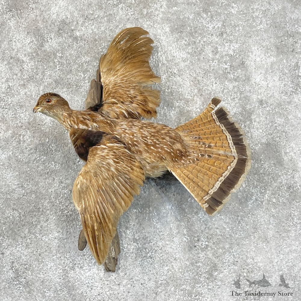 Ruffed Grouse Bird Mount For Sale #28705 @ The Taxidermy Store