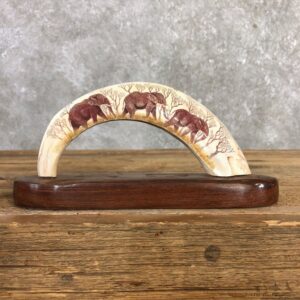 Scrimshawed Hippopotamus Tooth For Sale #19954 @ The Taxidermy Store