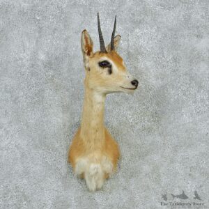 Oribi Taxidermy Head Mount #12857 For Sale @ The Taxidermy Store