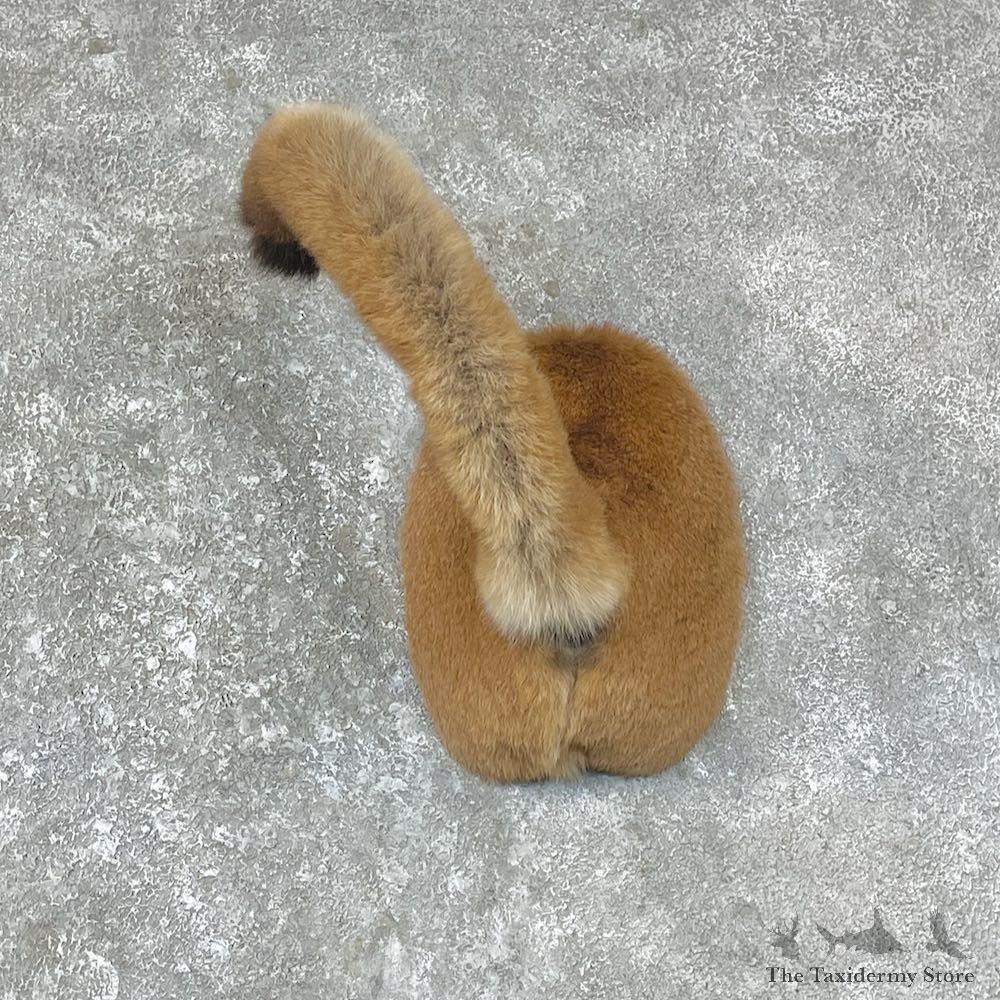 Mountain Lion Novelty Butt Mount For Sale #25634 @ The Taxidermy Store