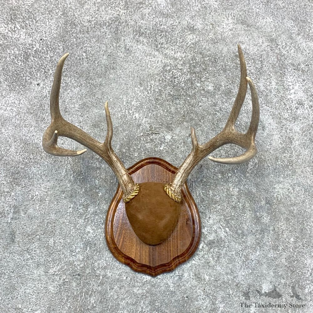 Whitetail Deer Antler Plaque Mount For Sale #22666 @ The Taxidermy Store