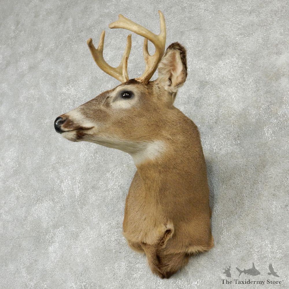 Whitetail Deer Taxidermy Shoulder Mount #13166 For Sale @ The Taxidermy Store