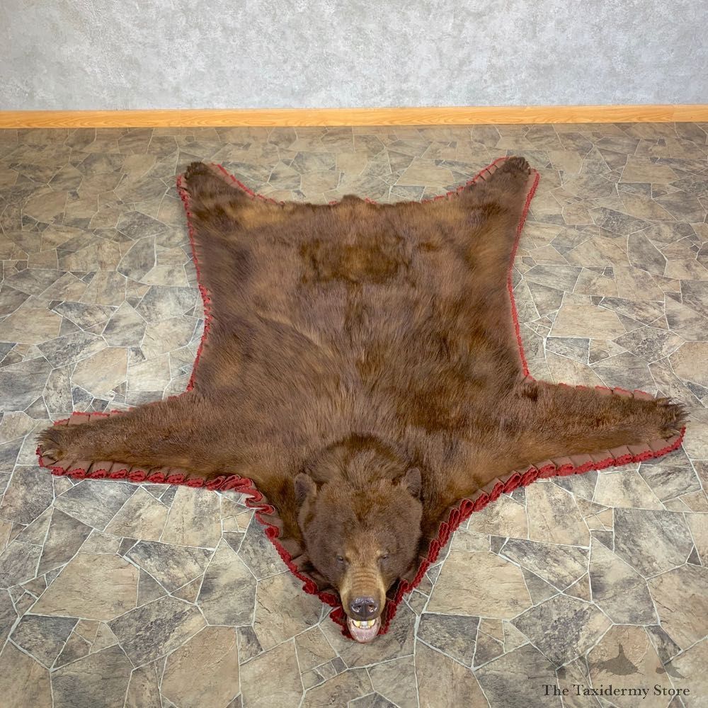 Cinnamon Phase Black Bear Full-Size Rug For Sale #23020 @ The Taxidermy Store