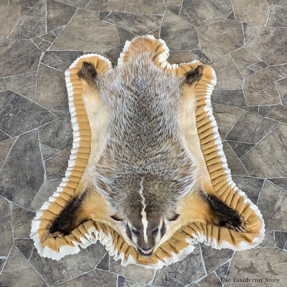 Badger Full-Size Rug Mount For Sale #23333 @ The Taxidermy Store