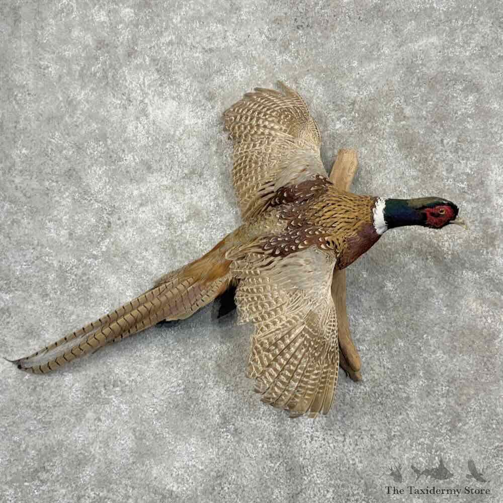 Ringneck Pheasant Bird Mount For Sale #31500 @ The Taxidermy Store