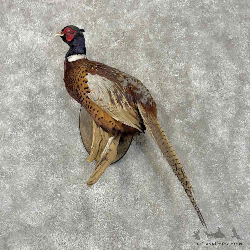 Ringneck Pheasant Bird Mount For Sale #31504 @ The Taxidermy Store