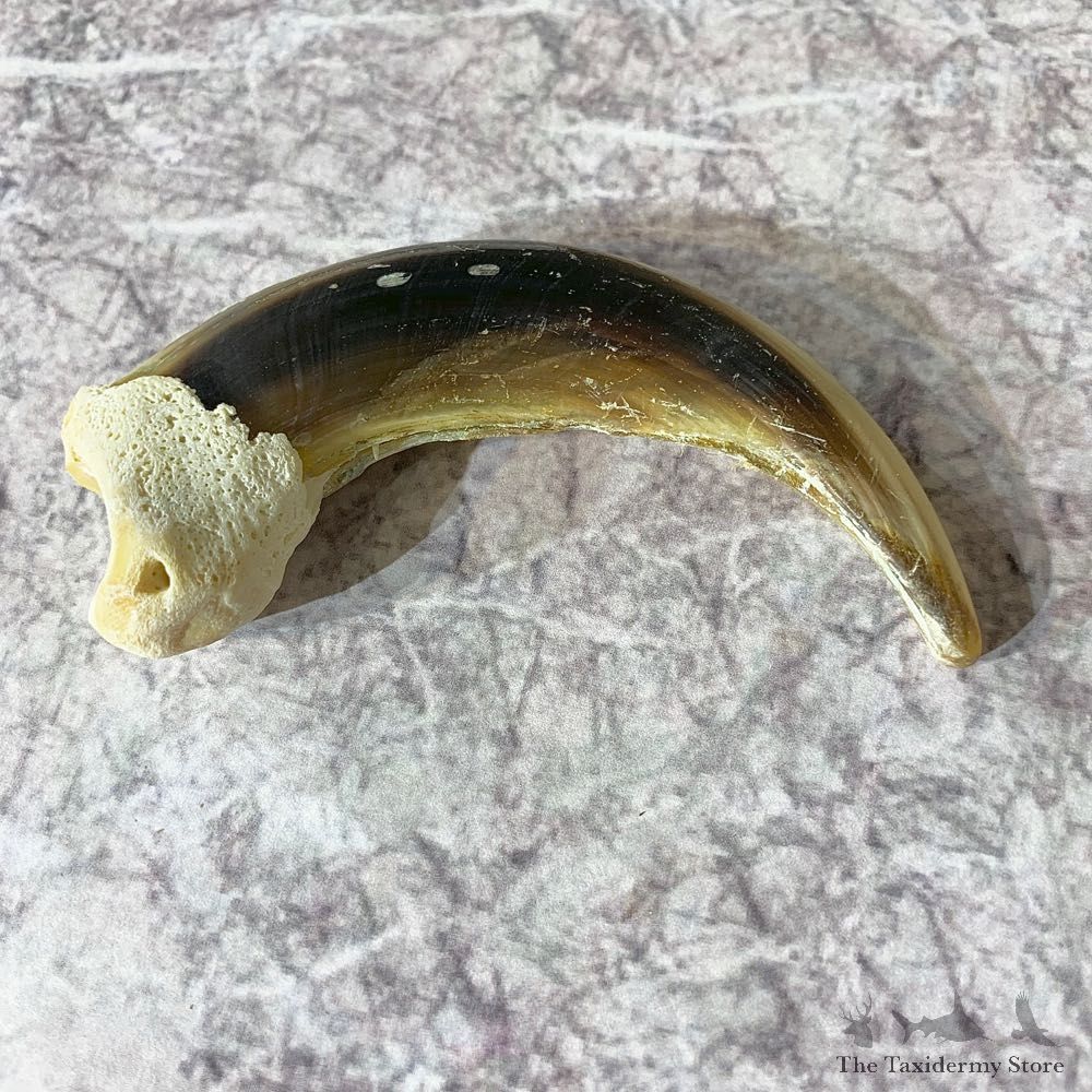 Grizzly Bear Claw For Sale #21886 @ The Taxidermy Store