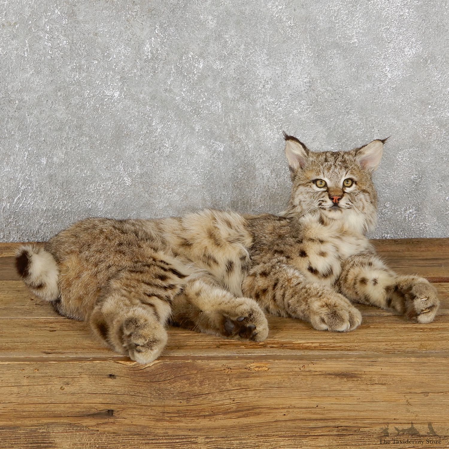 Bobcat Life-Size Mount For Sale #19487 @ The Taxidermy Store