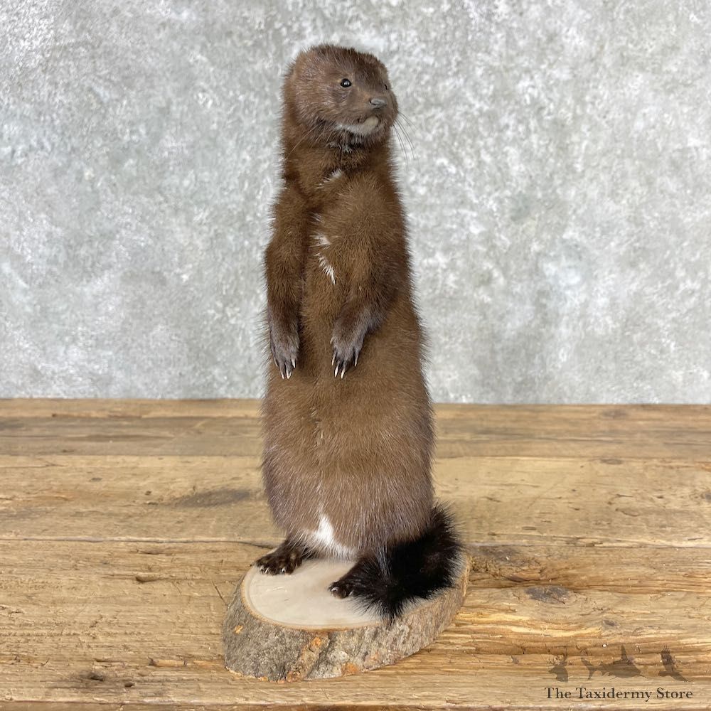 Mink Life-Size Mount For Sale #26976 @ The Taxidermy Store