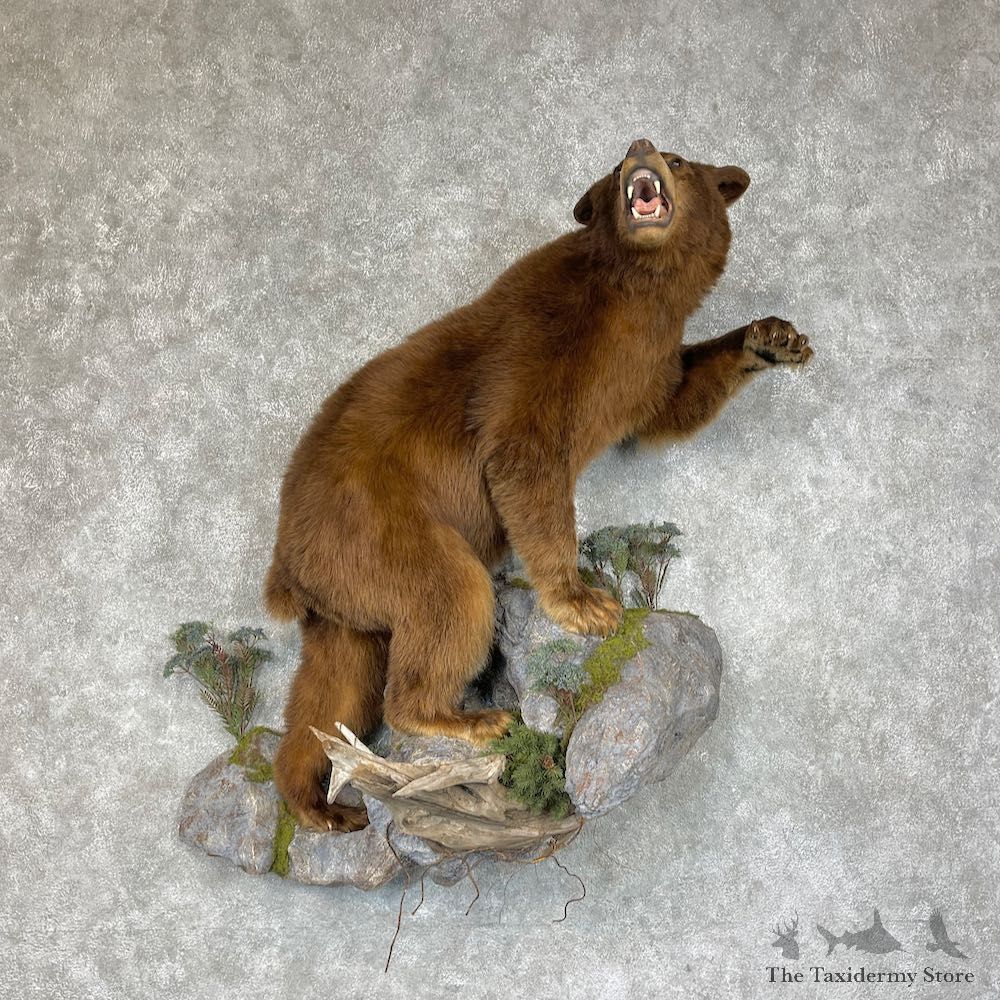 Cinnamon Phase Black Bear Life-Size Mount For Sale #25277 @ The Taxidermy Store