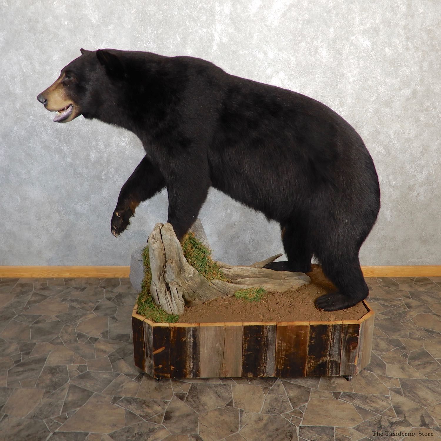 Black Bear Life-Size Mount For Sale #19781 @ The Taxidermy Store