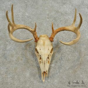 Whitetail Deer Skull European Mount For Sale #16595 @ The Taxidermy Store