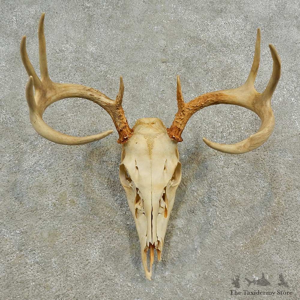 Whitetail Deer Skull European Mount For Sale #16595 @ The Taxidermy Store