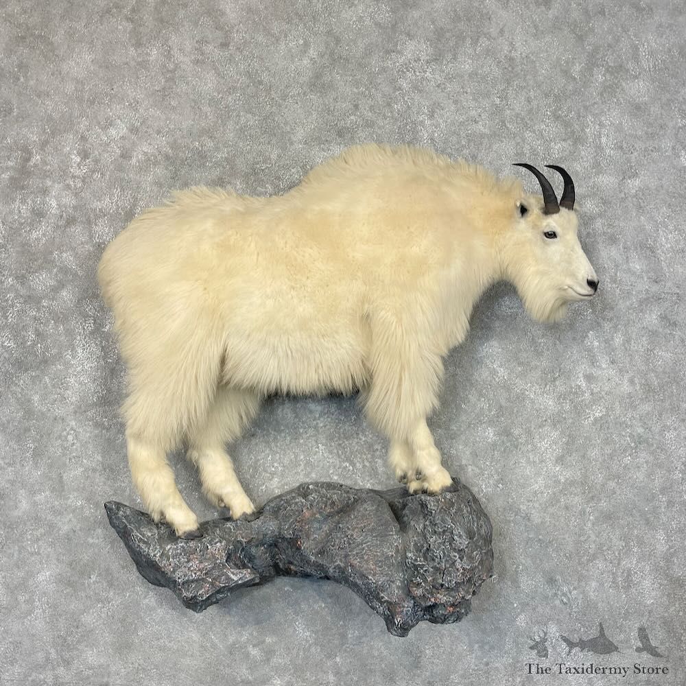 Mountain Goat Life-Size Mount For Sale #27657 @ The Taxidermy Store