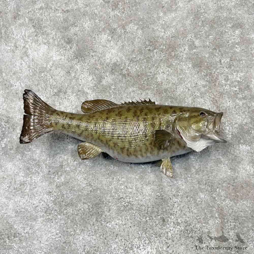Smallmouth Bass Fish Mount For Sale #30396 @ The Taxidermy Store