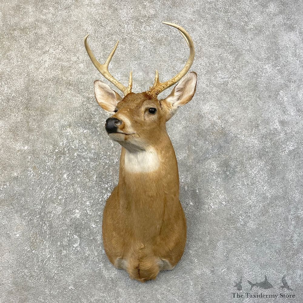 Whitetail Deer Taxidermy Shoulder Mount For Sale #25187 @ The Taxidermy Store