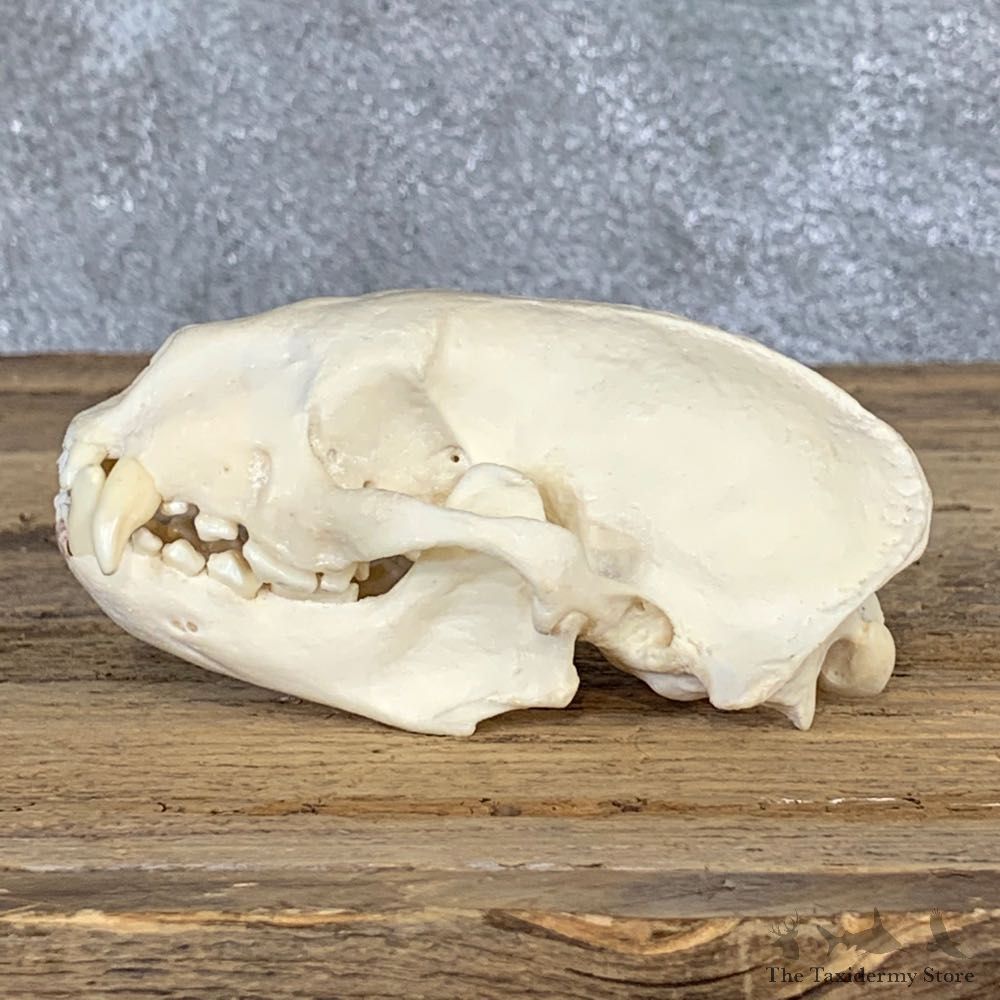 Honey Badger Full Skull Mount For Sale #22062 @ The Taxidermy Store