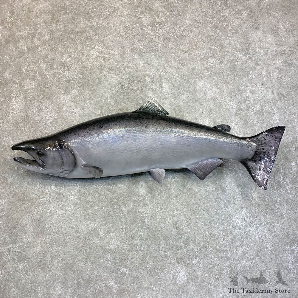 King Salmon Fish Mount For Sale #22041 @ The Taxidermy Store