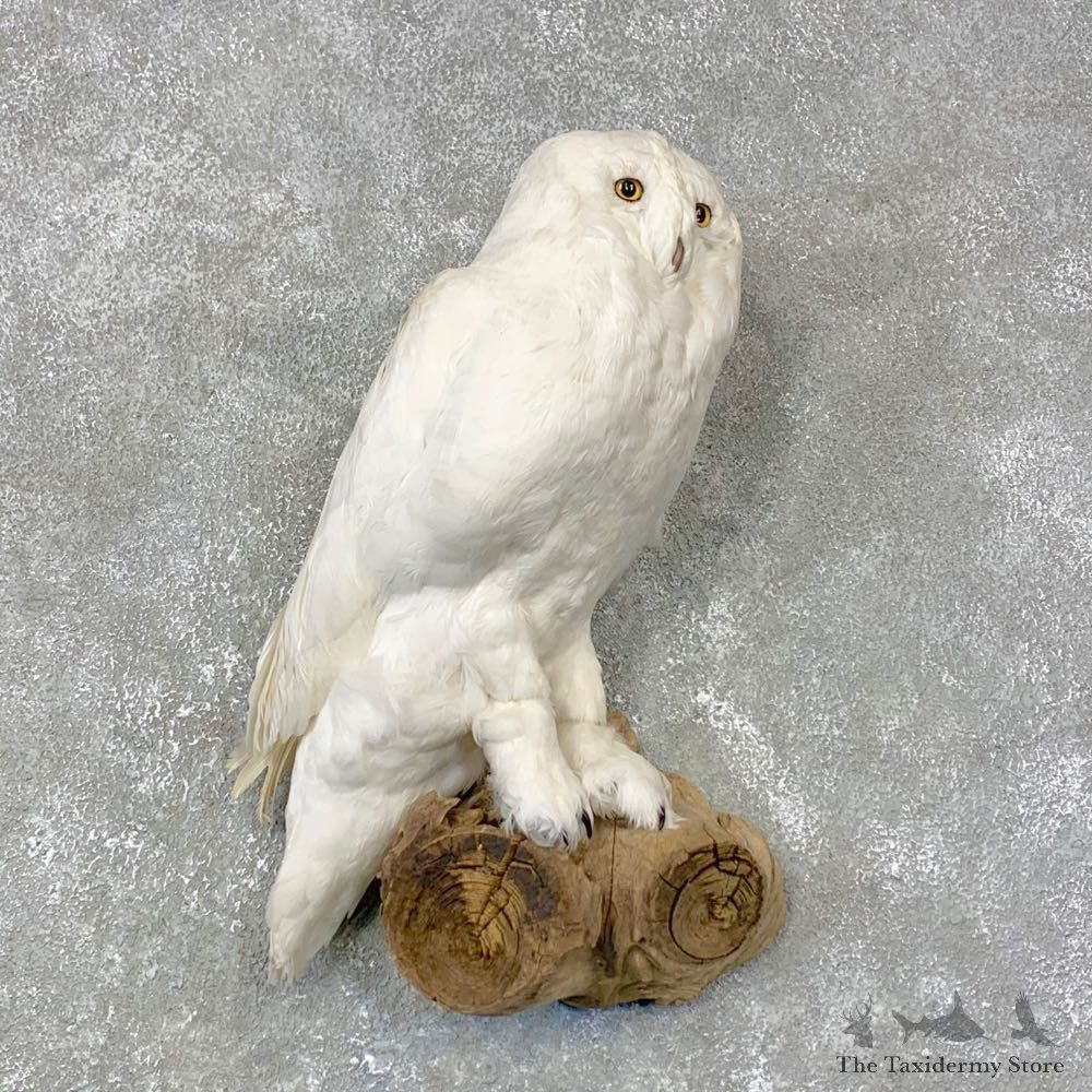 Reproduction Snowy Owl Life Size Mount #24023 For Sale @ The Taxidermy Store