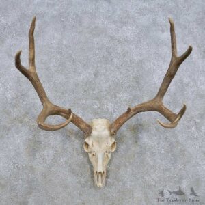 Mule Deer Skull Antler European Mount For Sale #14281 @ The Taxidermy Store