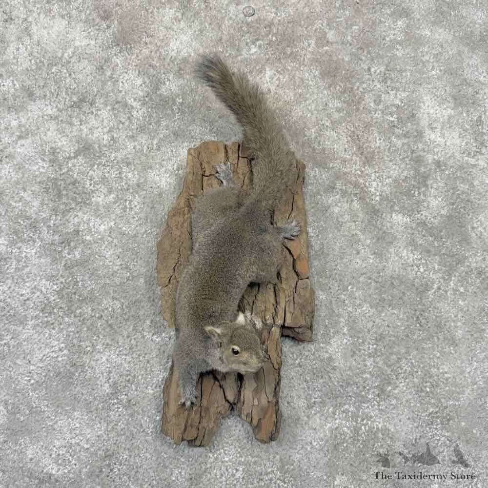 Grey Squirrel Life Size Mount For Sale #32215 @ The Taxidermy Store