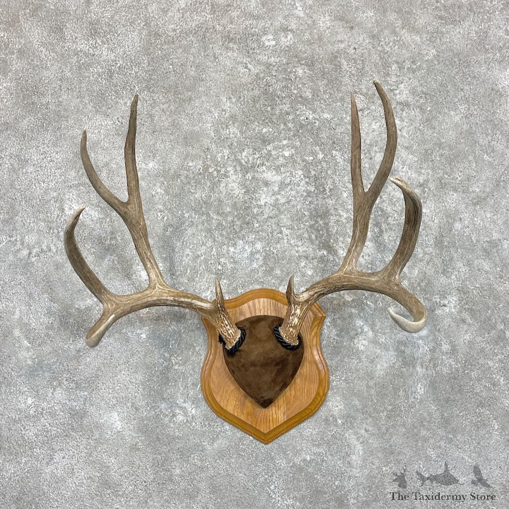Mule Deer Antler Plaque For Sale #28051 @ The Taxidermy Store