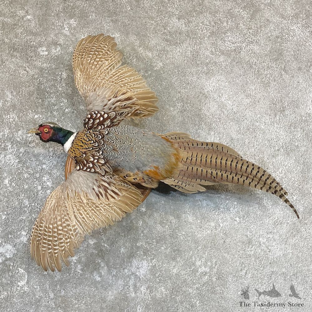 Ringneck Pheasant Bird Mount For Sale #26691 @ The Taxidermy Store