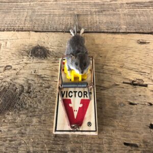 Mouse Trap Novelty Mount For Sale #19893 @ The Taxidermy Store