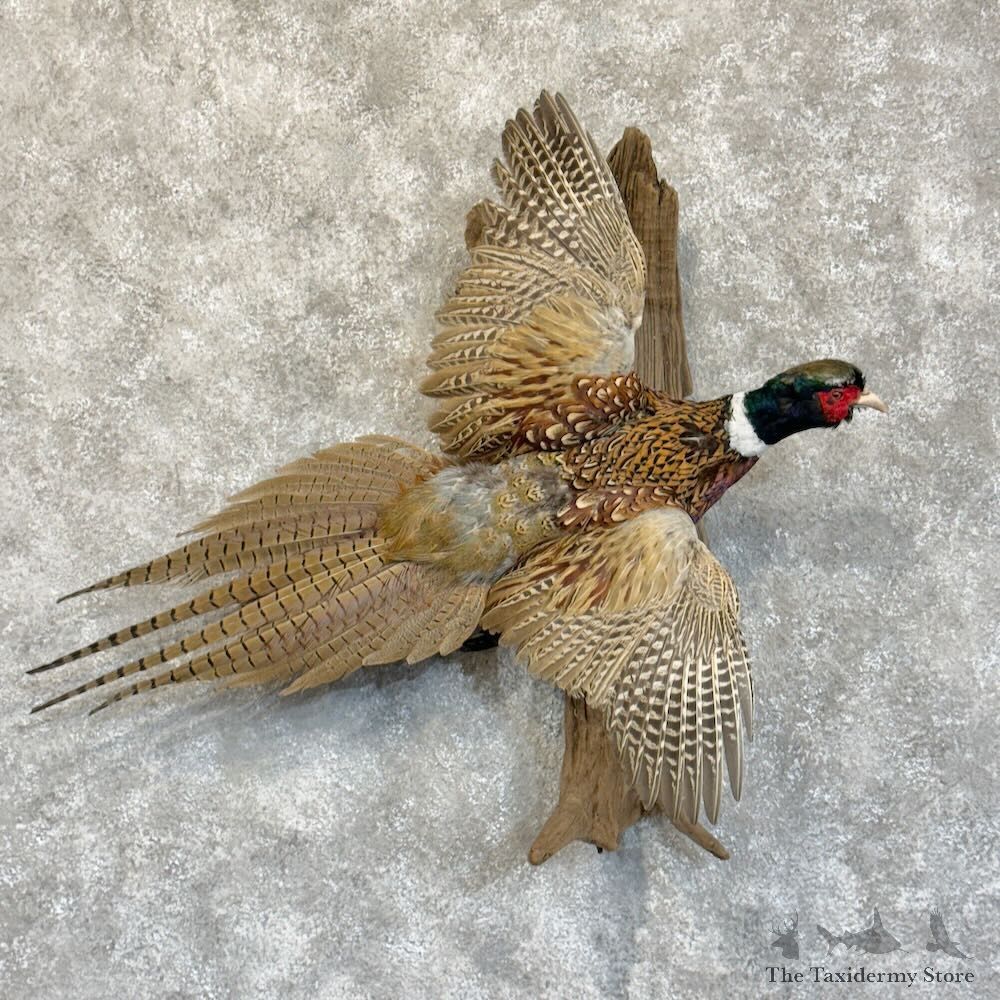 Ringneck Pheasant Bird Mount For Sale #28867 @ The Taxidermy Store