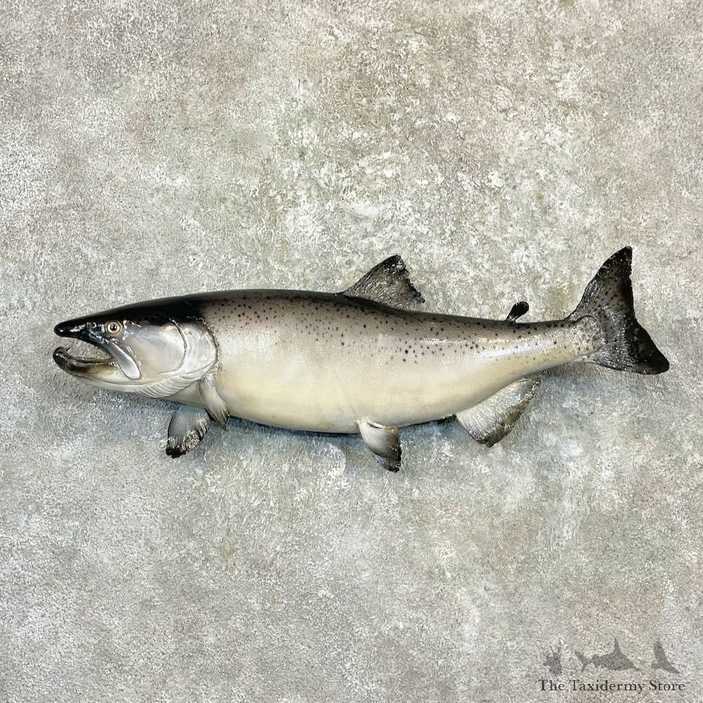Coho Salmon Fish Mount For Sale #27235 @ The Taxidermy Store