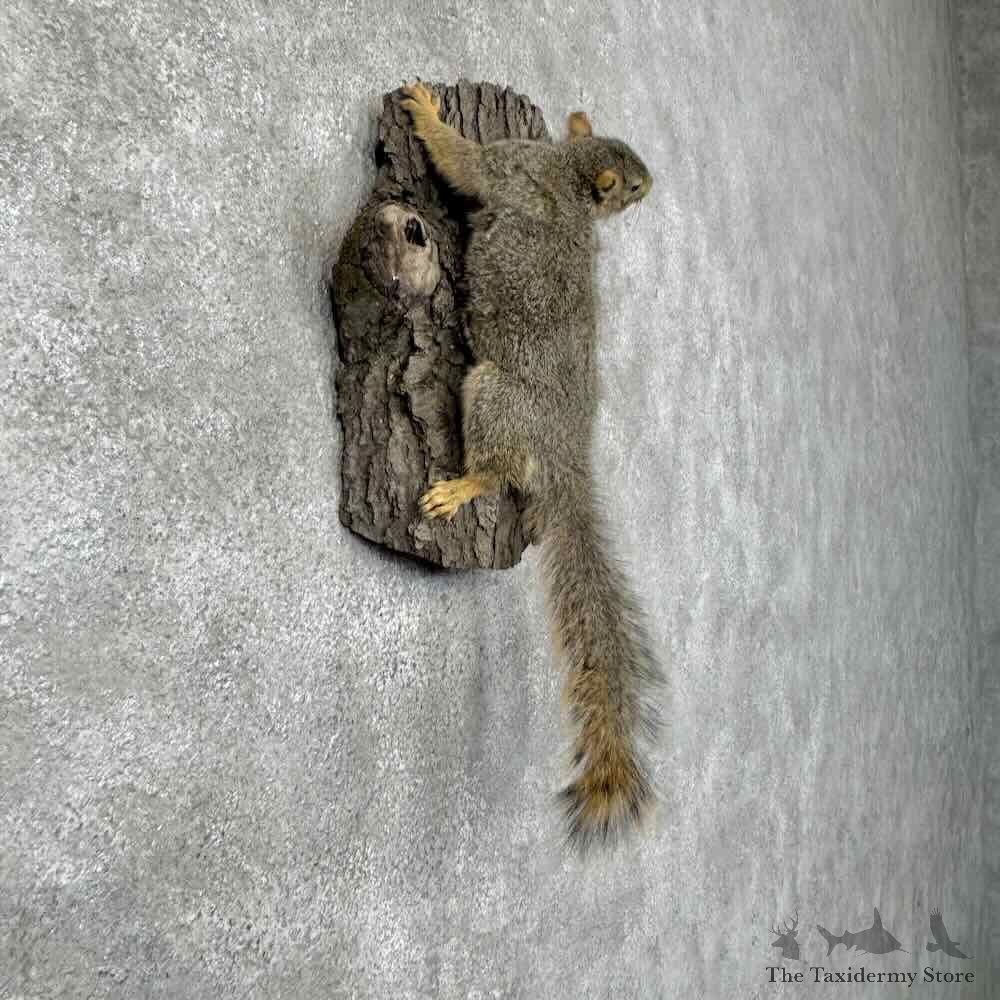 Fox Squirrel Life-Size Mount For Sale #30467 @ The Taxidermy Store