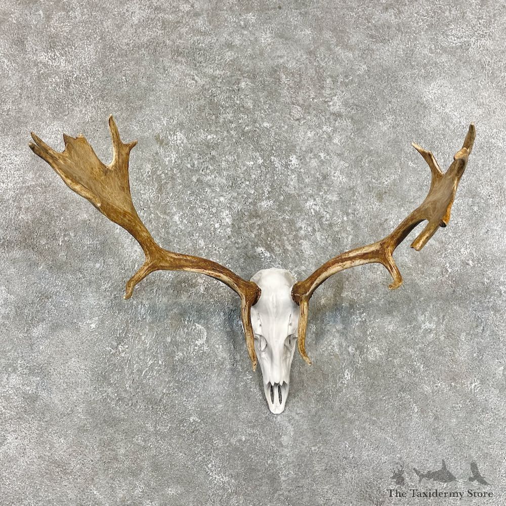 Fallow Deer Skull Antler European Mount For Sale #26260 @ The Taxidermy Store