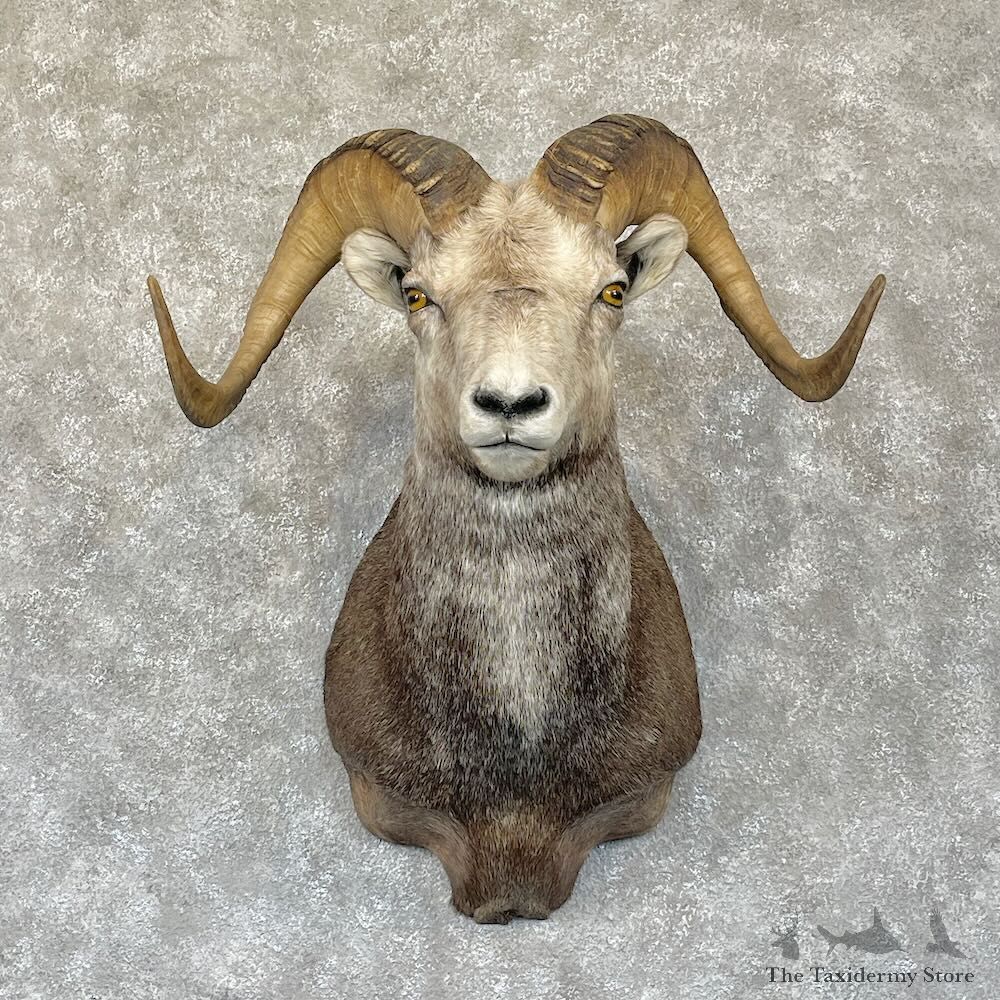 Stone Sheep Shoulder Mount For Sale #28291 @ The Taxidermy Store