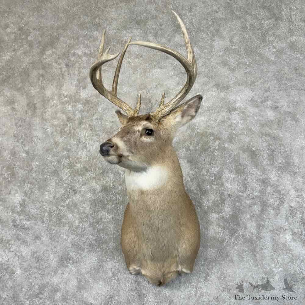 Whitetail Deer Shoulder Mount For Sale #31465 @ The Taxidermy Store