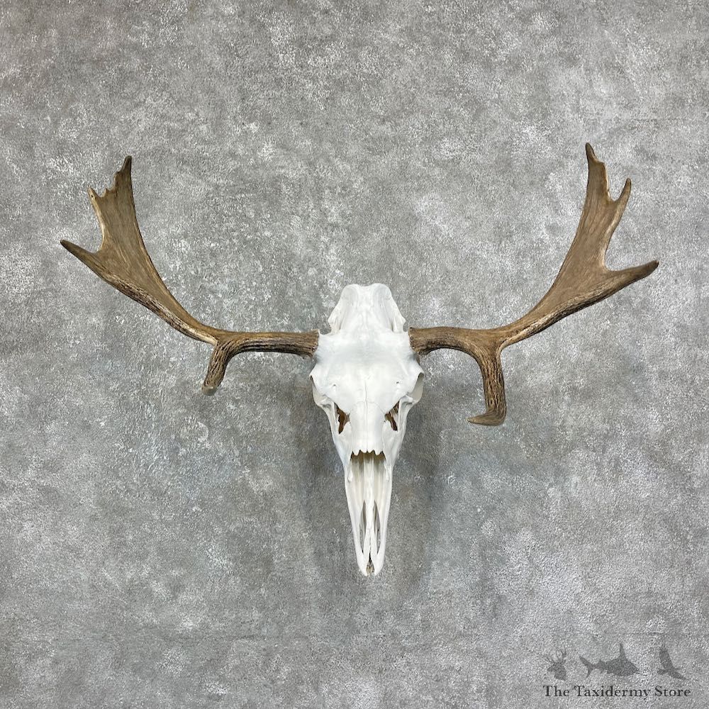 Maine Moose Skull European Mount For Sale #25238 @ The Taxidermy Store
