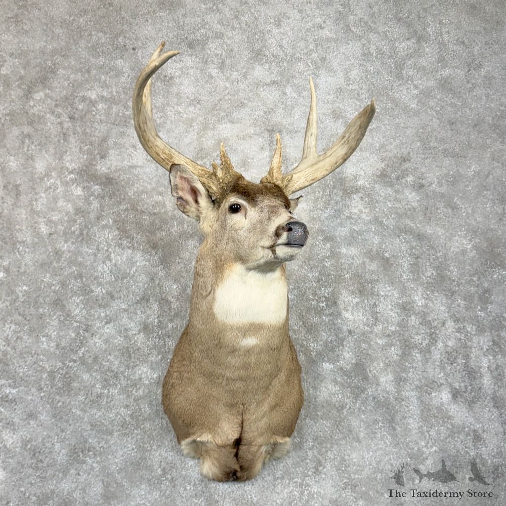Whitetail Deer Shoulder Mount For Sale #29870 @ The Taxidermy Store