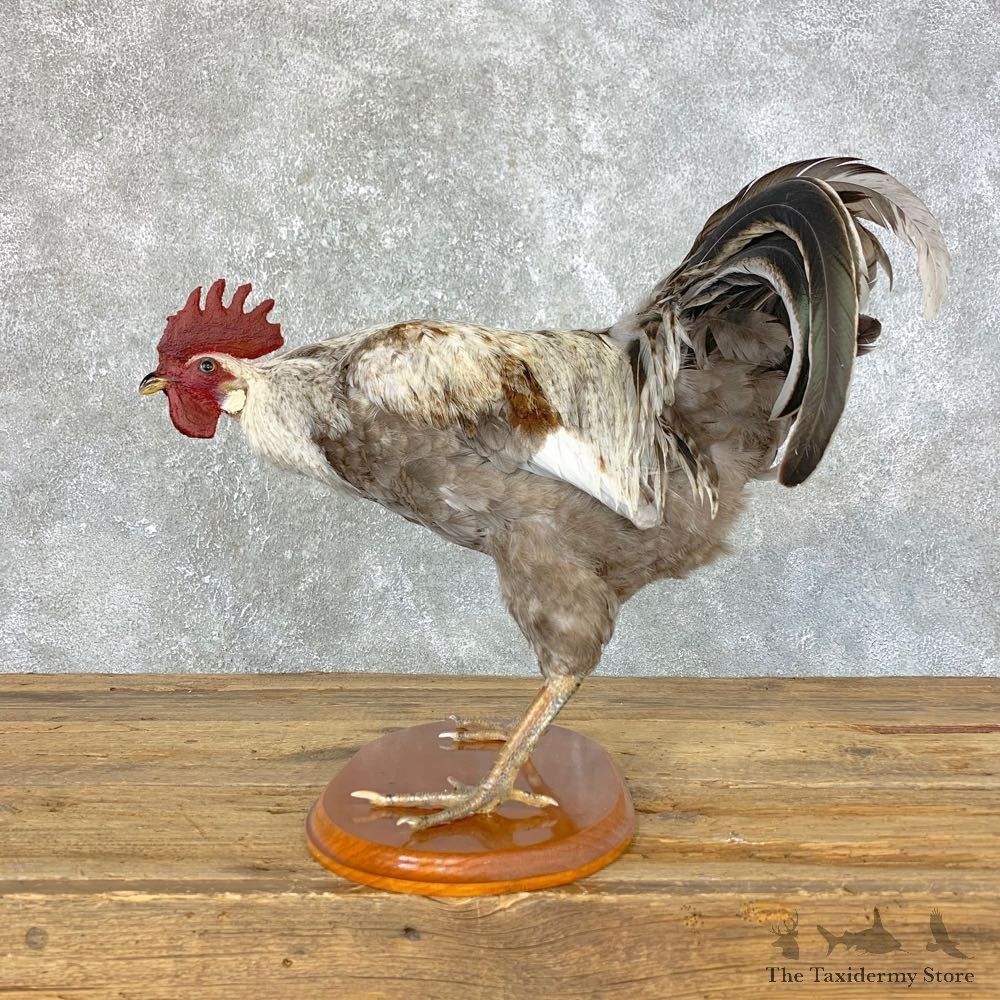 Domestic Chicken Rooster Bird Mount For Sale #23965 @ The Taxidermy Store