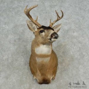 Sitka Deer Shoulder Mount For Sale #16645 @ The Taxidermy Store