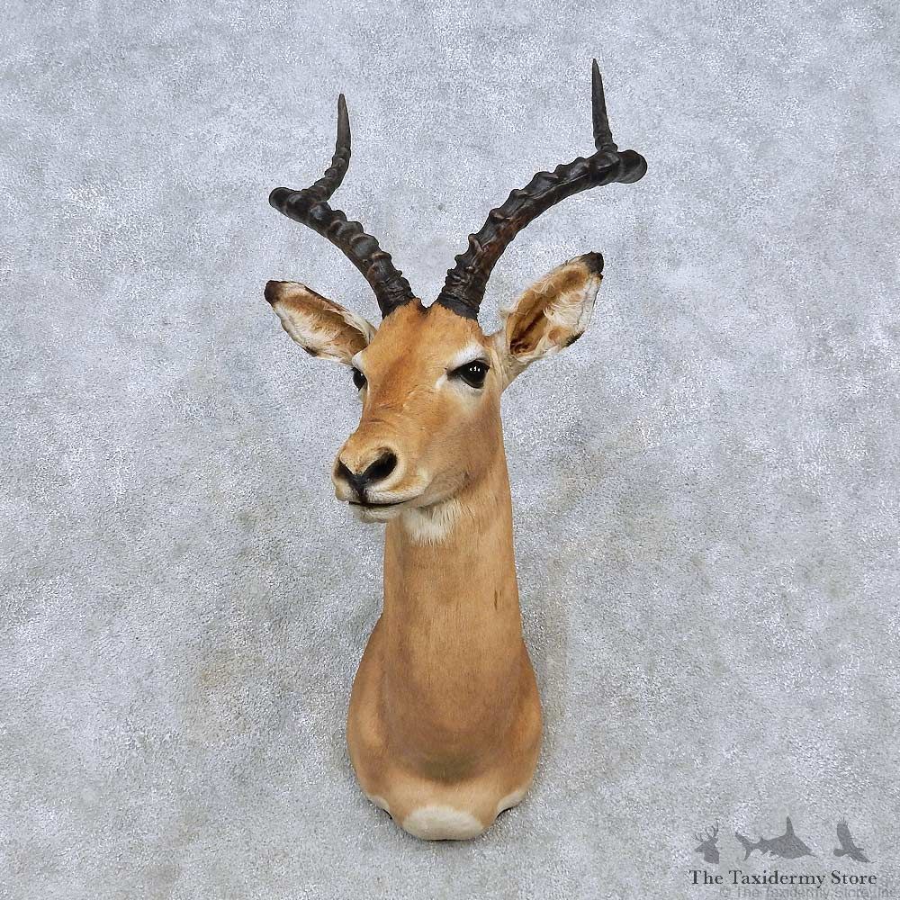 African Impala Shoulder Mount For Sale #14555 @ The Taxidermy Store