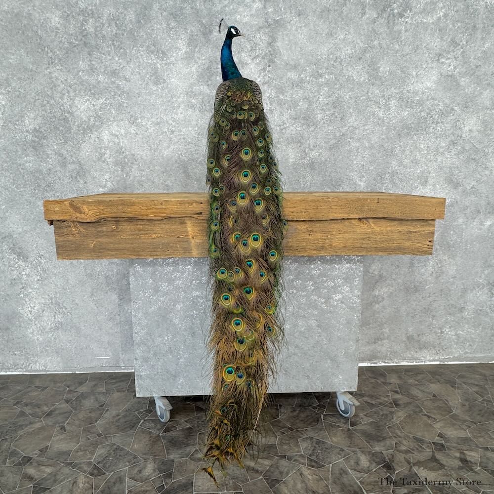 Blue Indian Peacock Bird Mount For Sale #32380 @ The Taxidermy Store