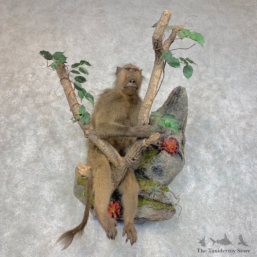 Chacma Baboon Taxidermy Life Size Mount #22776 For Sale @The Taxidermy Store