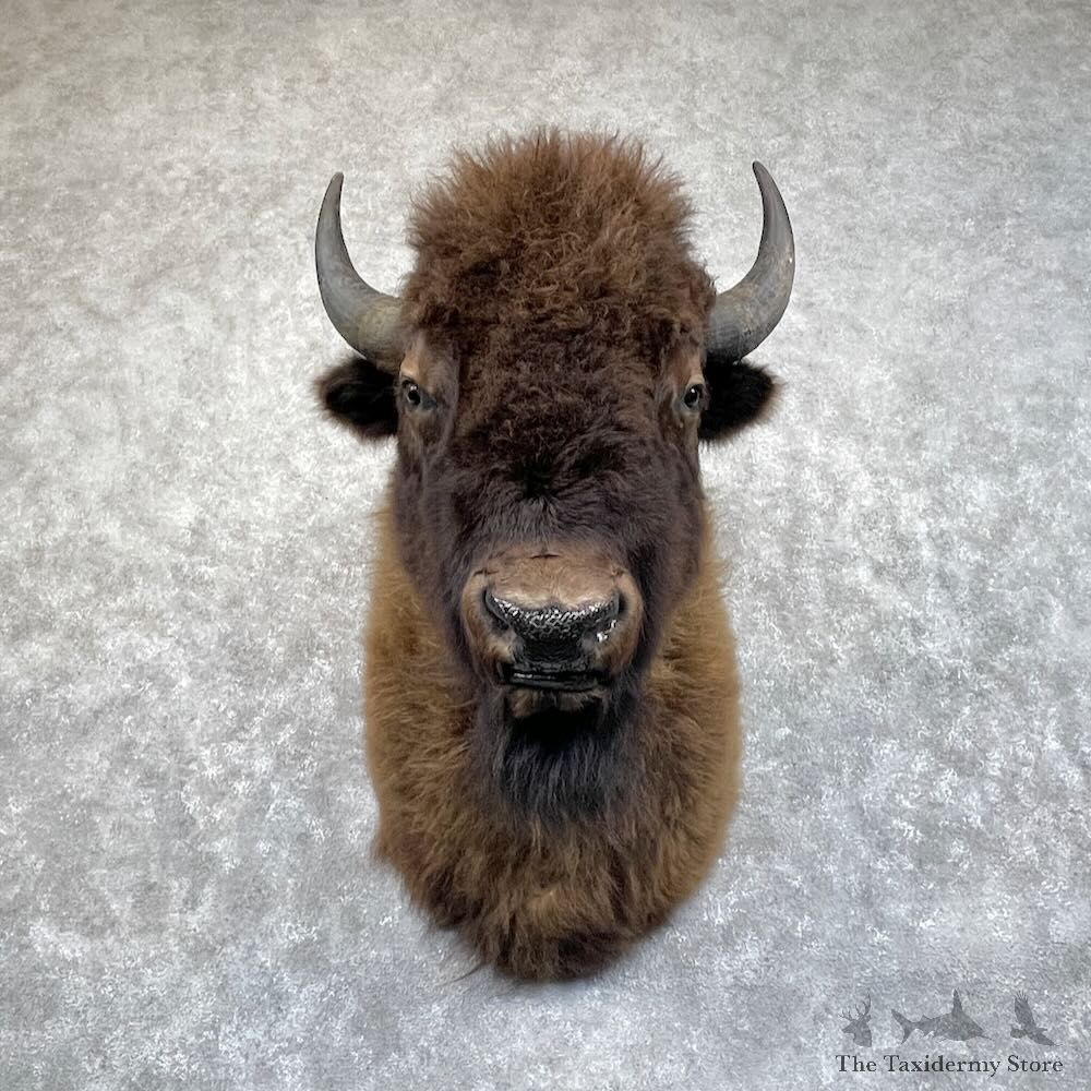 American Buffalo Shoulder Mount For Sale #28703 @ The Taxidermy Store