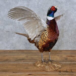 Ringneck Pheasant Life-Size Mount For Sale #15217 @ The Taxidermy Store