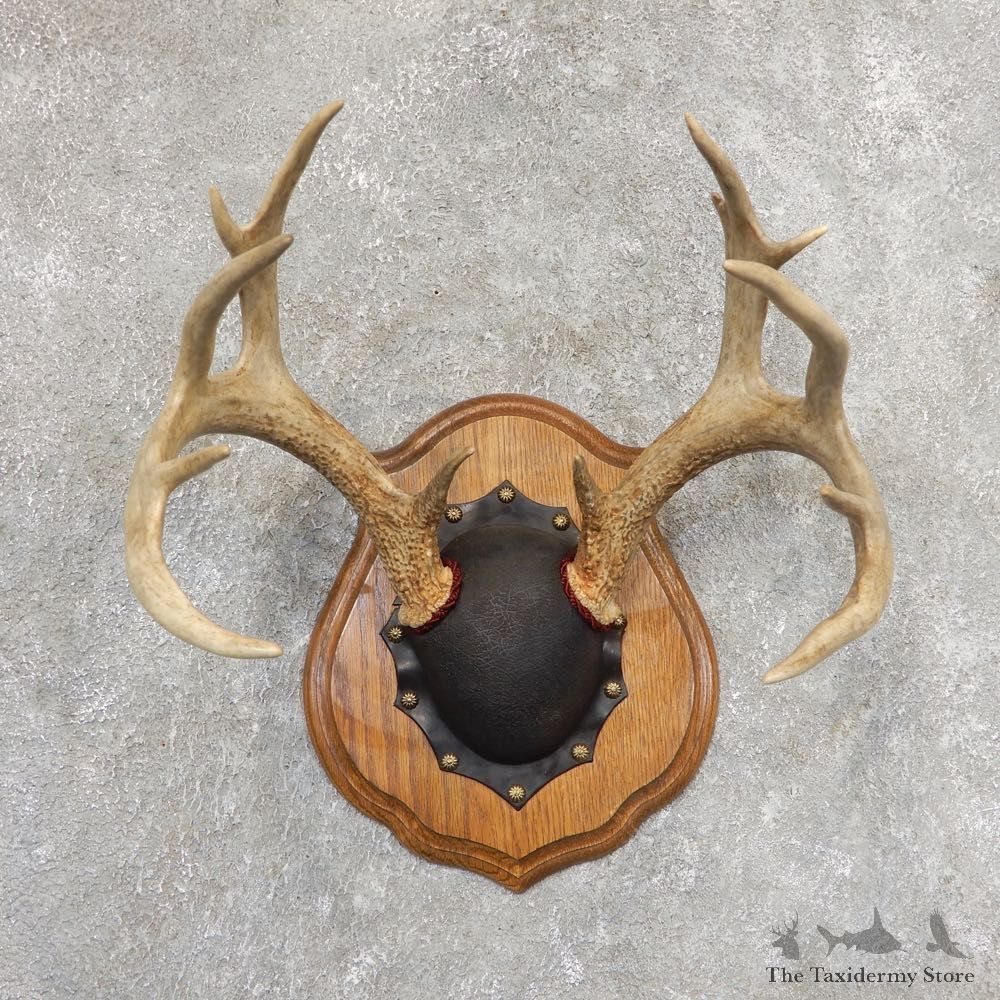 Whitetail Deer Antler Plaque Mount For Sale #21348 @ The Taxidermy Store