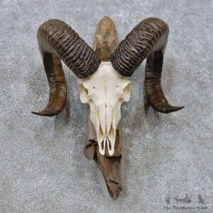 Soay Sheep Skull & Horn European Mount For Sale #14543 @ The Taxidermy Store