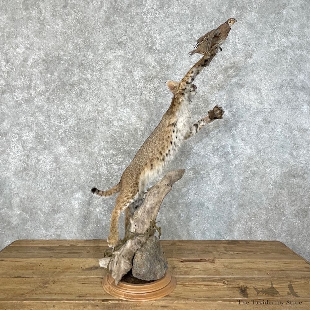 Bobcat With Bobwhite Quail Mount For Sale #27746 @ The Taxidermy Store